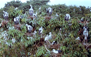 Raiganj bird Sanctuary