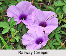 Railway Creeper, Indian Medicinal Plant