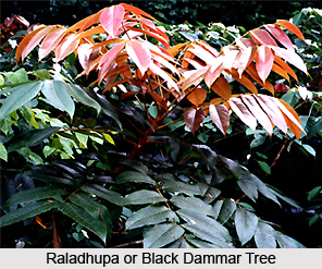 Raladhupa, Indian Medicinal Plant