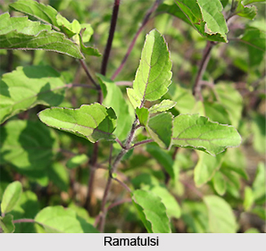 Ramatulsi, Lemon Basil