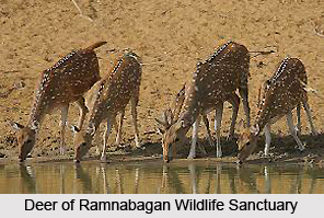 Ramnabagan Wildlife Sanctuary, West Bengal