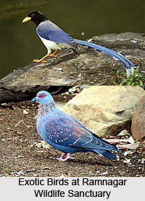 Ramnagar Wildlife Sanctuary, Jammu, Jammu and Kashmir