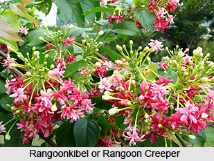 Rangoonkibel, Indian Medicinal Plant