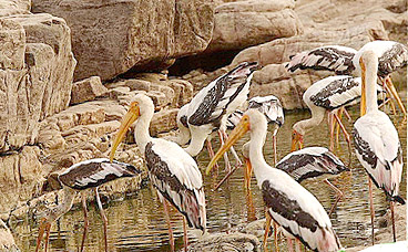 Ranthambore National Park