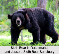 Ratanmahal and Jessore Sloth Bear Sanctuary