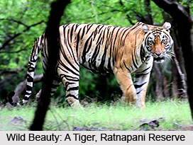 Ratapani Tiger Reserve, Raisen District, Madhya Pradesh