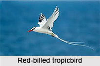 Red-Billed Tropicbird, Indian Bird