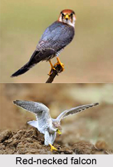 Red-Necked Falcon, Indian Bird
