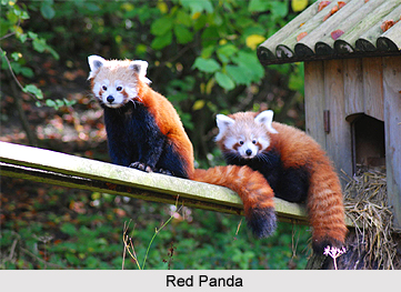 Wildlife of Arunachal Pradesh