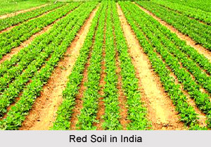 Red Soil in India