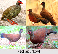 Red Spurfowl, Indian Pheasant