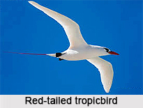 Red-Tailed Tropicbird, Indian Bird