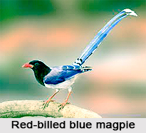 Red-Billed Blue Magpie, Indian Bird