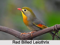 Red-Billed Leiothrix, Indian Bird