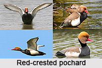 Red-Crested Pochard, Indian Bird