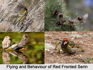 Red-Fronted Serin, Indian Bird