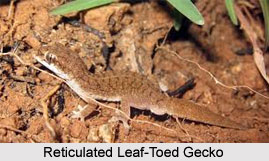 Reticulated Leaf-Toed Gecko, Indian Reptile