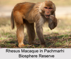 Pachmarhi Biosphere Reserve, Madhya Pradesh