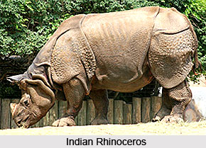 Rhinoceros, Indian Animal