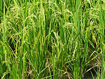 Rice