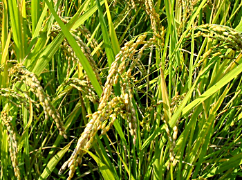 Rice