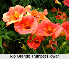 Rio Grande Trumpet Flower