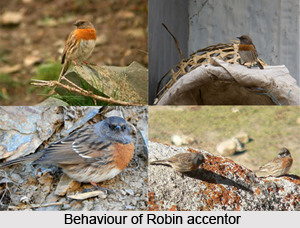 Robin Accentor, Indian Bird