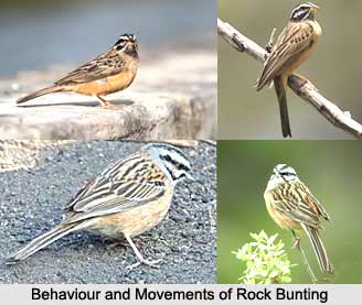 Rock Bunting, Indian Bird