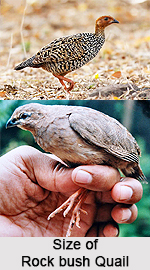 Rock bush quail, Indian Bird
