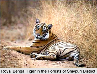 Geography of Shivpuri District, Madhya Pradesh