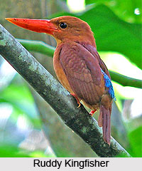Manas Tiger Reserve