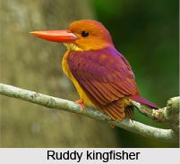 Ruddy Kingfisher, Indian Bird