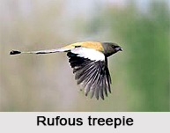 Rufous Treepie, Indian Bird