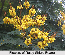 Rusty Shield Bearer , Indian Plant