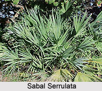 Sabal Serrulata