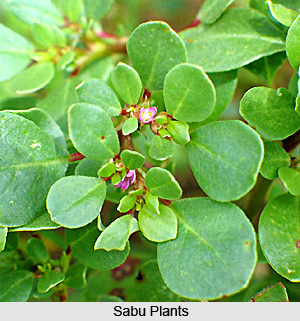 Sabu, Indian Medicinal Plants