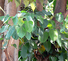 Pipal