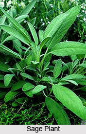 Sage Oil
