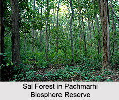Pachmarhi Biosphere Reserve, Madhya Pradesh