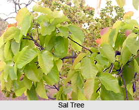 Sala, Indian Medicinal Plant