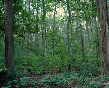 Sal forest