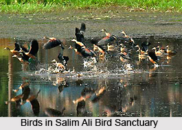 Salim Ali Bird Sanctuary, Goa