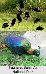Salim Ali National Park, Srinagar, Jammu and Kashmir