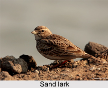 Sand Lark, Indian Bird