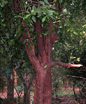 Sandal tree