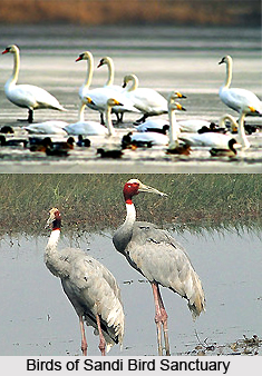 Sandi Bird Sanctuary