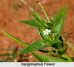 Sangkhaphuli, Indian Medicinal Plant