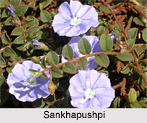 Sankhapushpi, Indian Medicinal Plant