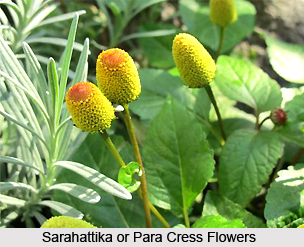 Sarahattika, Indian medicinal Plant