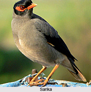 Sarika, Small Bird